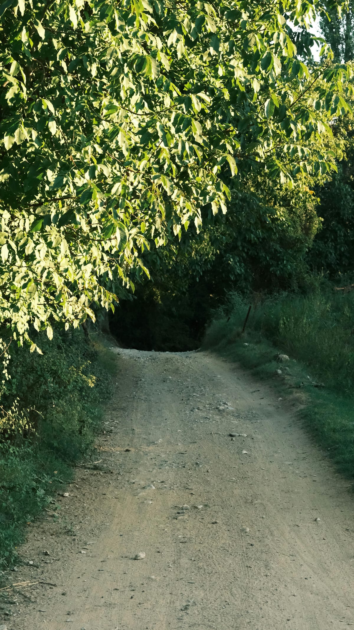 Rubrika: Úvodní